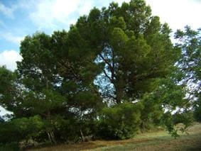 Finca/Herregård til salgs i Sant Jordi - € 95 000 (Ref: 3095136)