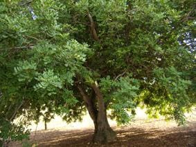 Finca/Herregård til salgs i Sant Jordi - € 95 000 (Ref: 3095136)