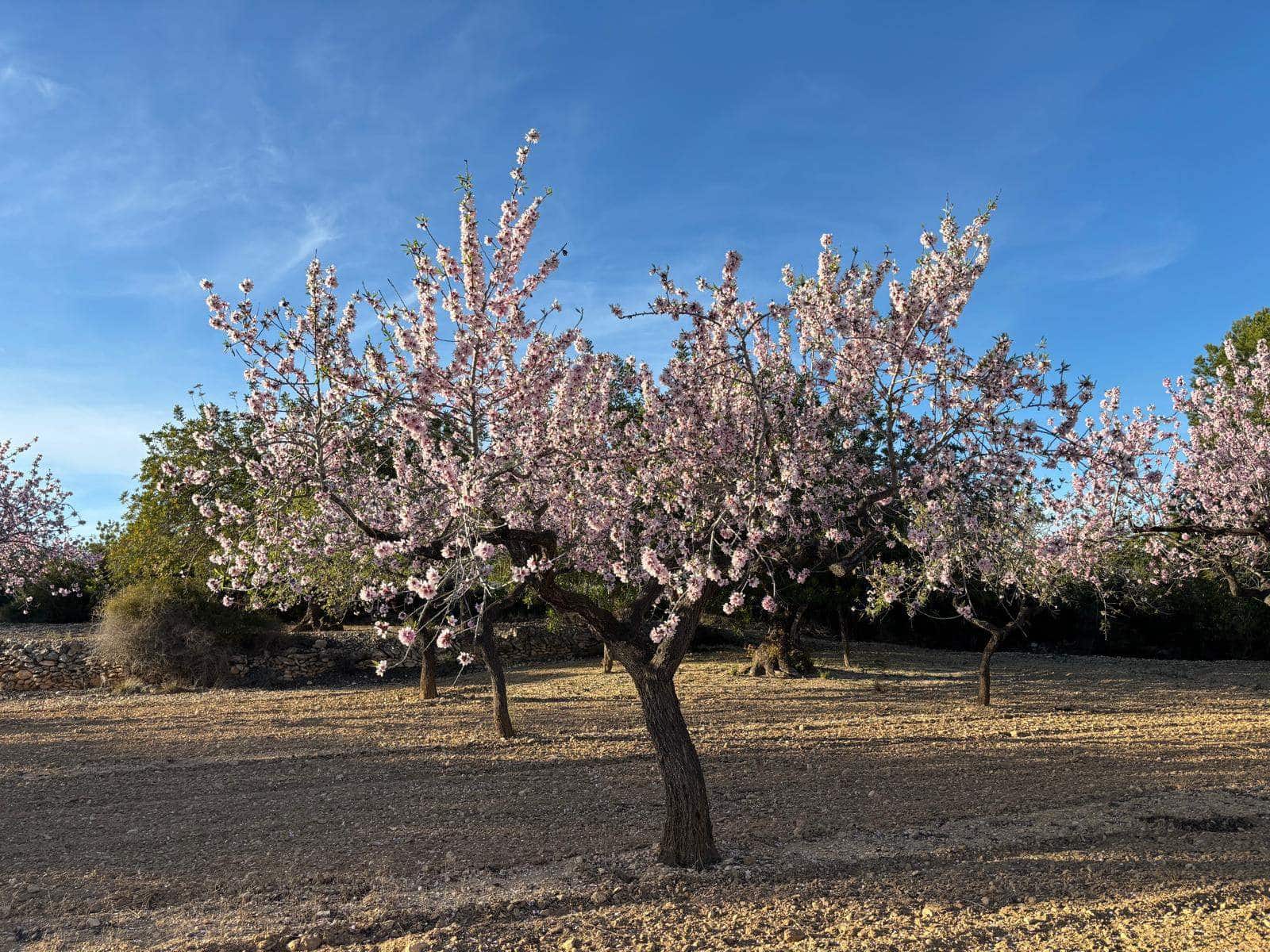 Finca/Herregård til salgs i Sant Jordi - € 95 000 (Ref: 3095136)