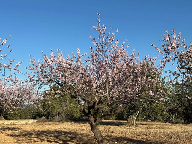 Finca/Herregård til salgs i Sant Jordi - € 95 000 (Ref: 3095136)