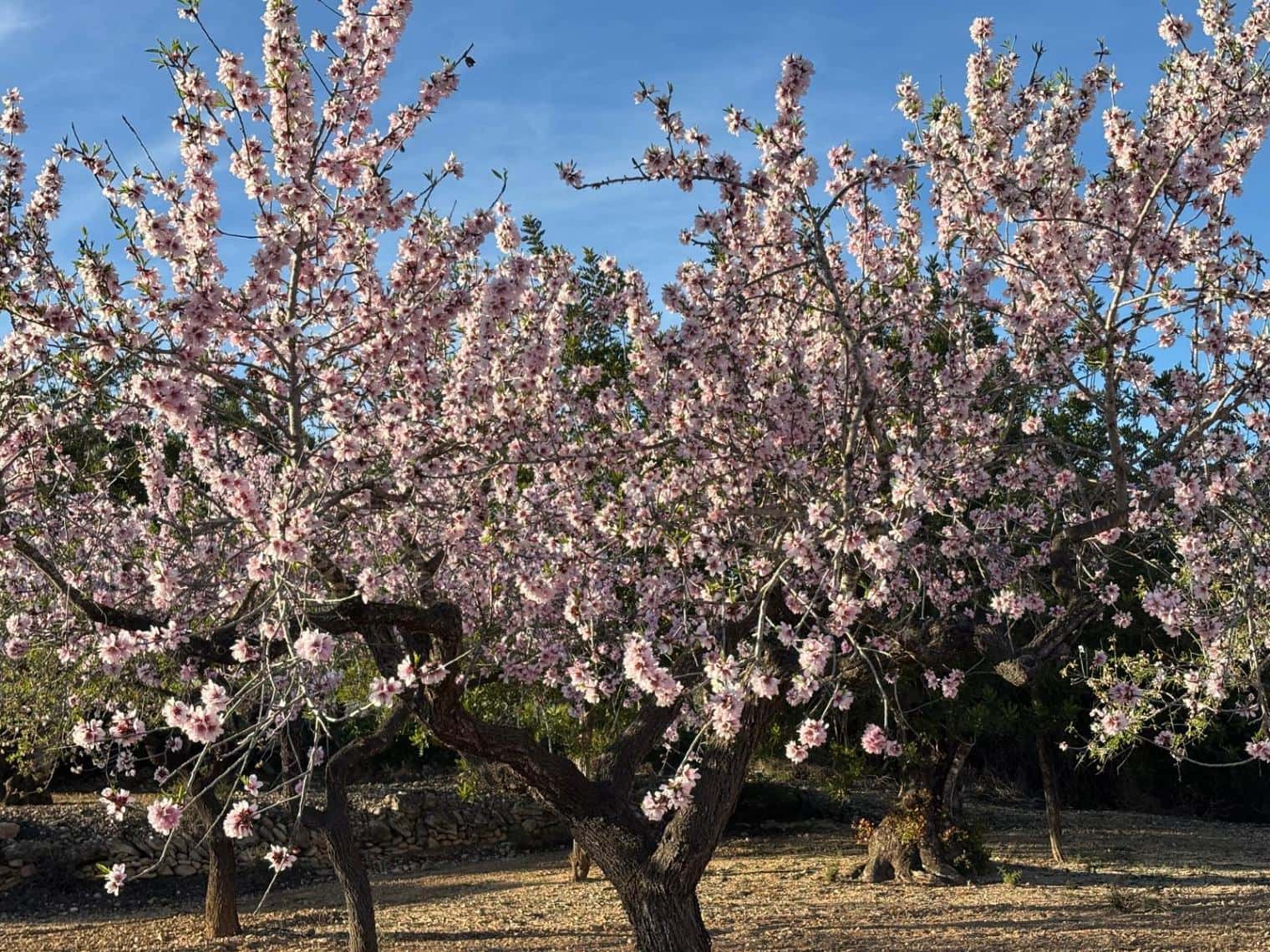 Finca/Herregård til salgs i Sant Jordi - € 95 000 (Ref: 3095136)