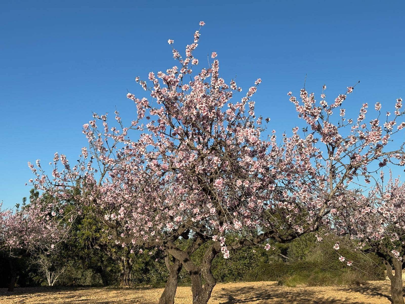 Finca/Herregård til salgs i Sant Jordi - € 95 000 (Ref: 3095136)