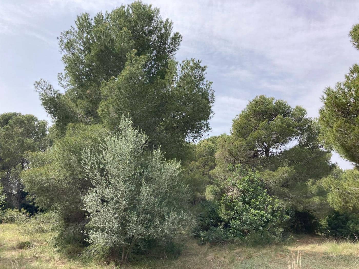 Byggegrund til salg i Sant Jordi - € 90.000 (Ref: 8210111)