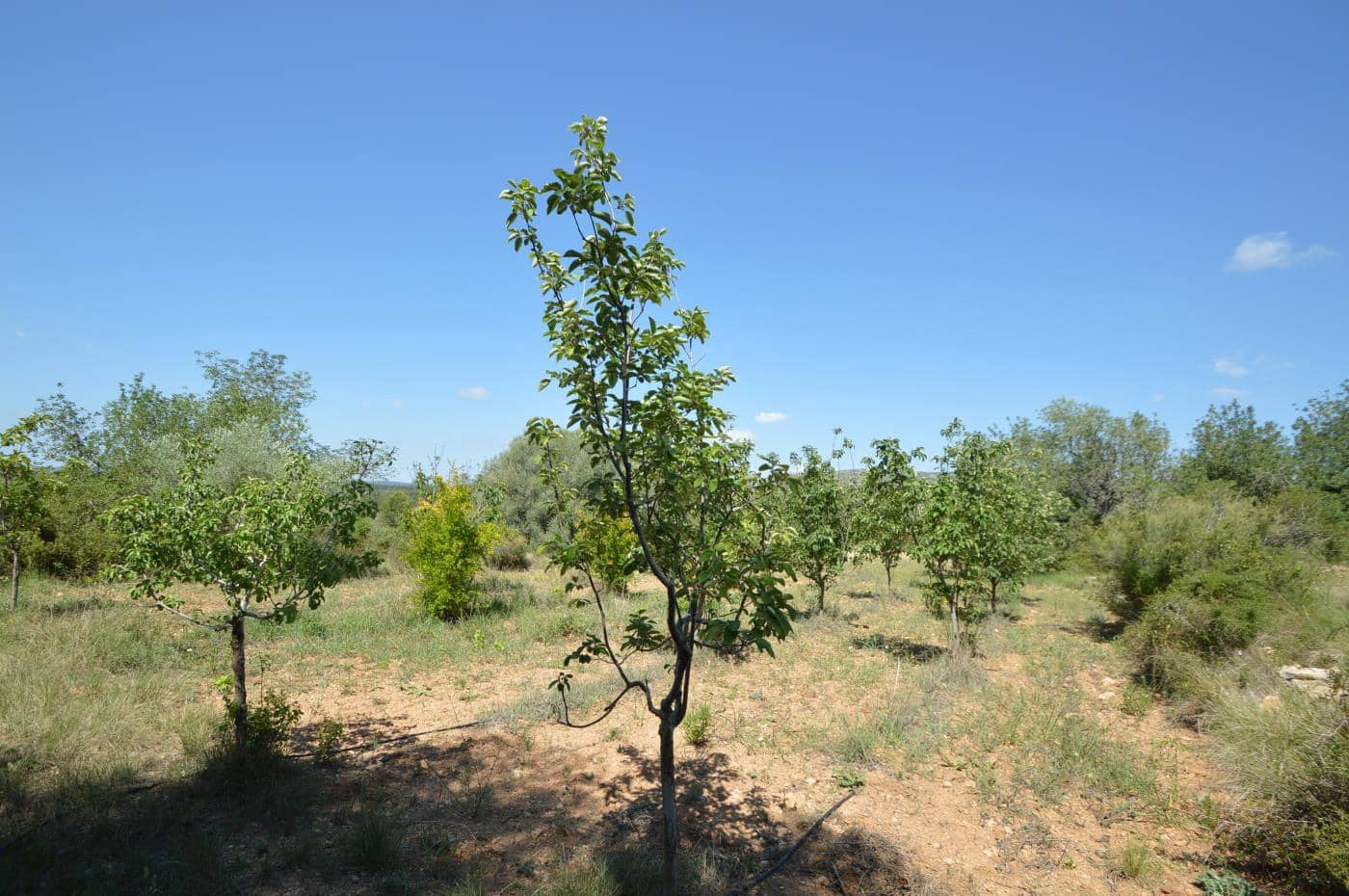 1 soverom Finca/Herregård til salgs i Alcala de Xivert - € 156 000 (Ref: 8347412)