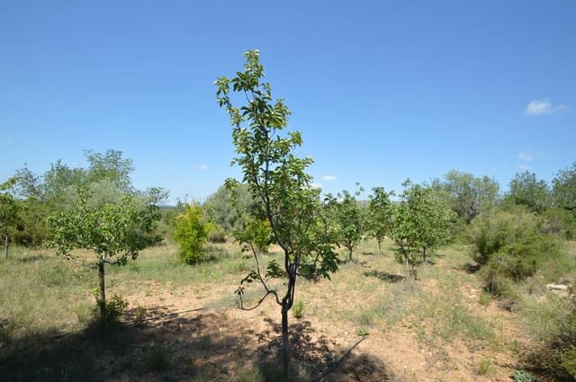 1 Zimmer Finca/Landgut zu verkaufen in Alcalá de Xivert - 156.000 € (Ref: 8347412)