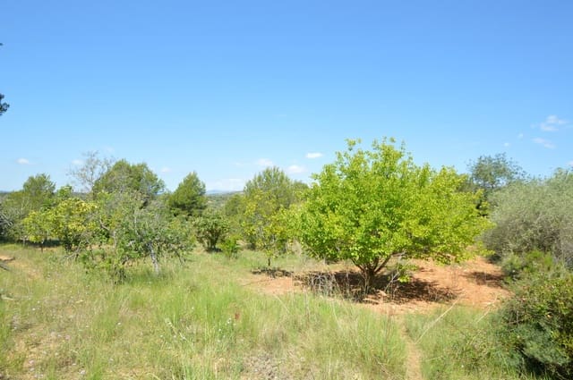 1 Zimmer Finca/Landgut zu verkaufen in Alcalá de Xivert - 156.000 € (Ref: 8347412)