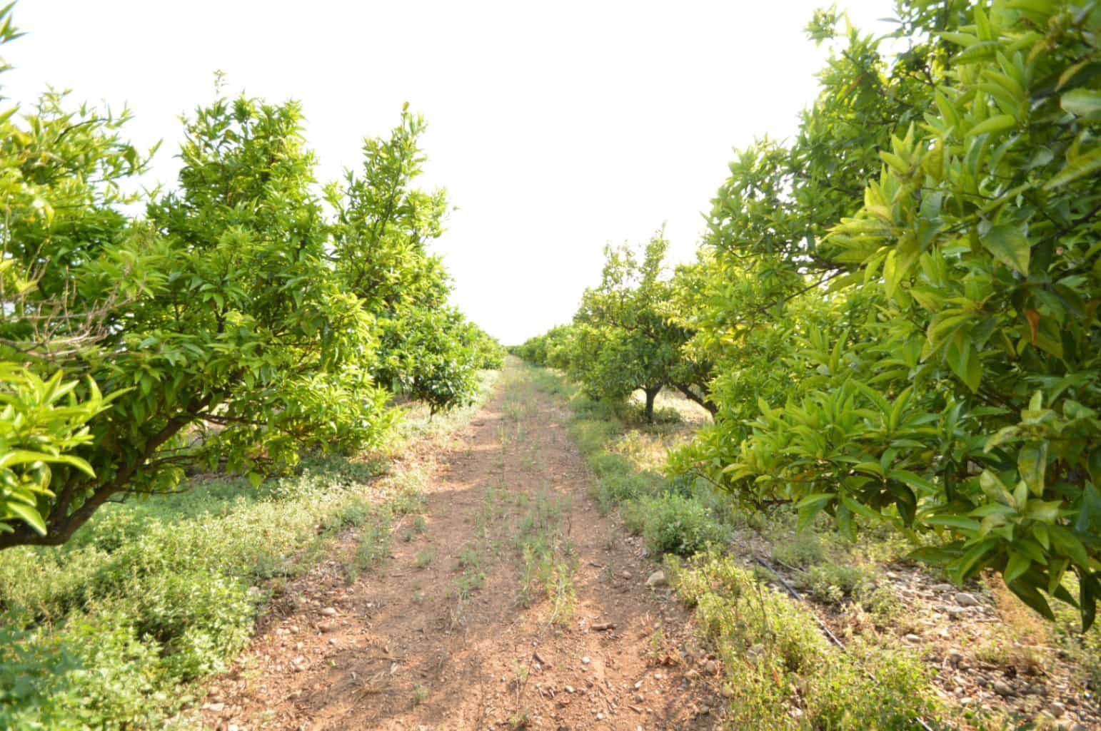 3 soveværelse Finca/Landehus til salg i Vinaros med garage - € 270.000 (Ref: 9061515)