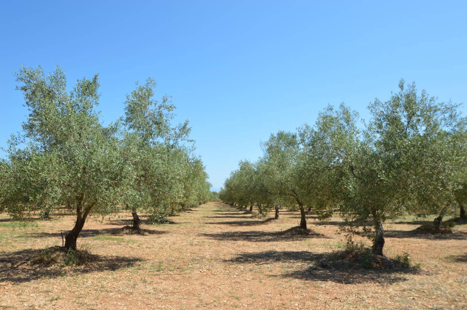 3 soveværelse Finca/Landehus til salg i Ulldecona med swimmingpool garage - € 365.000 (Ref: 9184318)