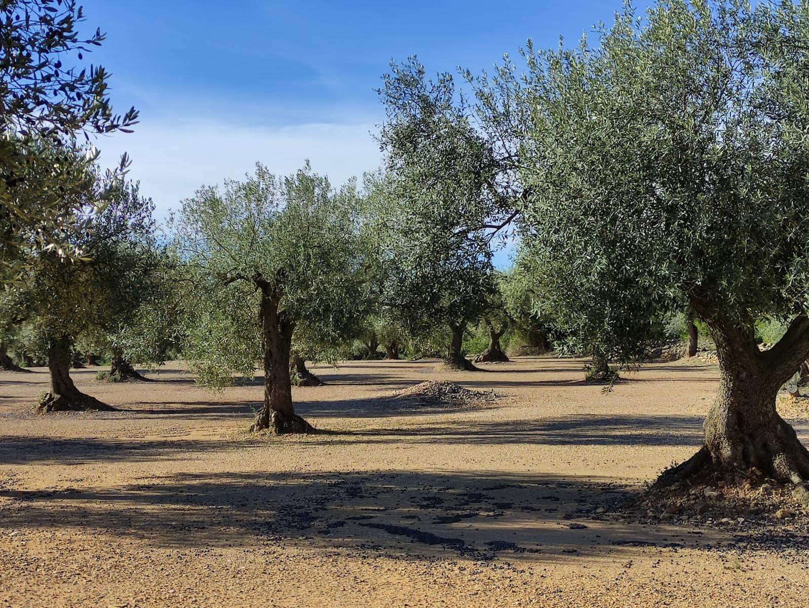 Finca/Landhuis te koop in Traiguera - € 45.000 (Ref: 9335600)