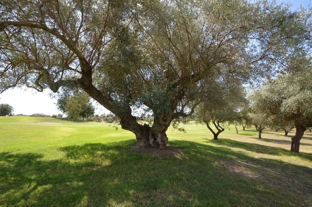 2 Zimmer Apartment zu verkaufen in Sant Jordi mit Pool Garage - 125.000 € (Ref: 9352124)