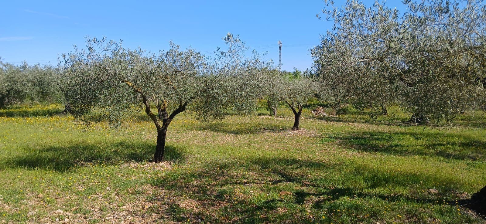 Finca/Casa Rural en Vinaròs en venta - 69.000 € (Ref: 9491875)