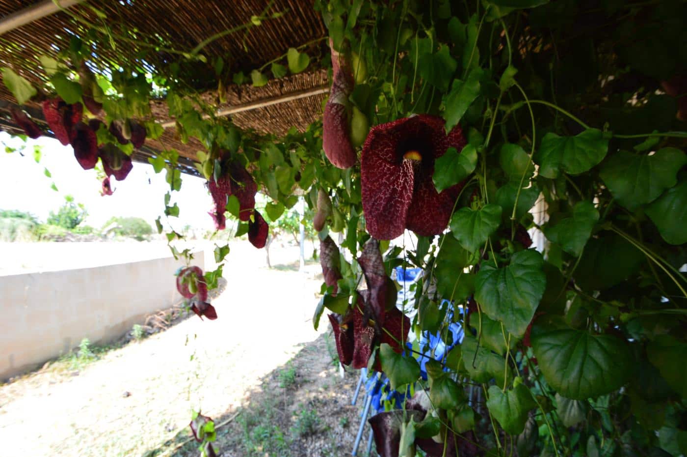 4 camera da letto Finca/Casa di Campagna in vendita in Vinaros con garage - 310.000 € (Rif: 9805670)