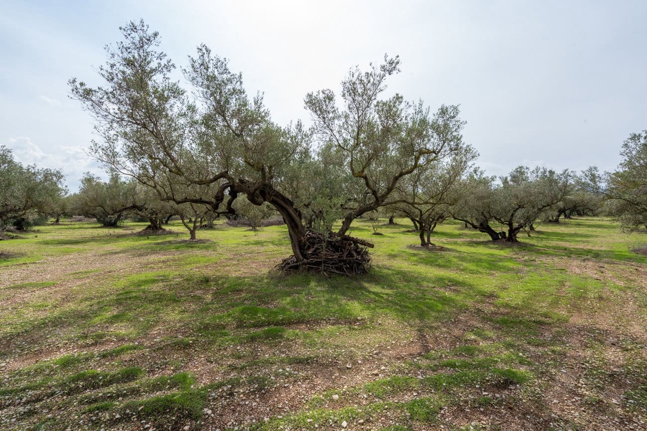 Finca/Landehus til salg i Roquetes - € 63.000 (Ref: 10141355)
