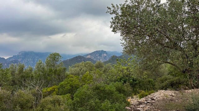Finca/Casa di Campagna in vendita in Roquetes - 10.000 € (Rif: 10160637)
