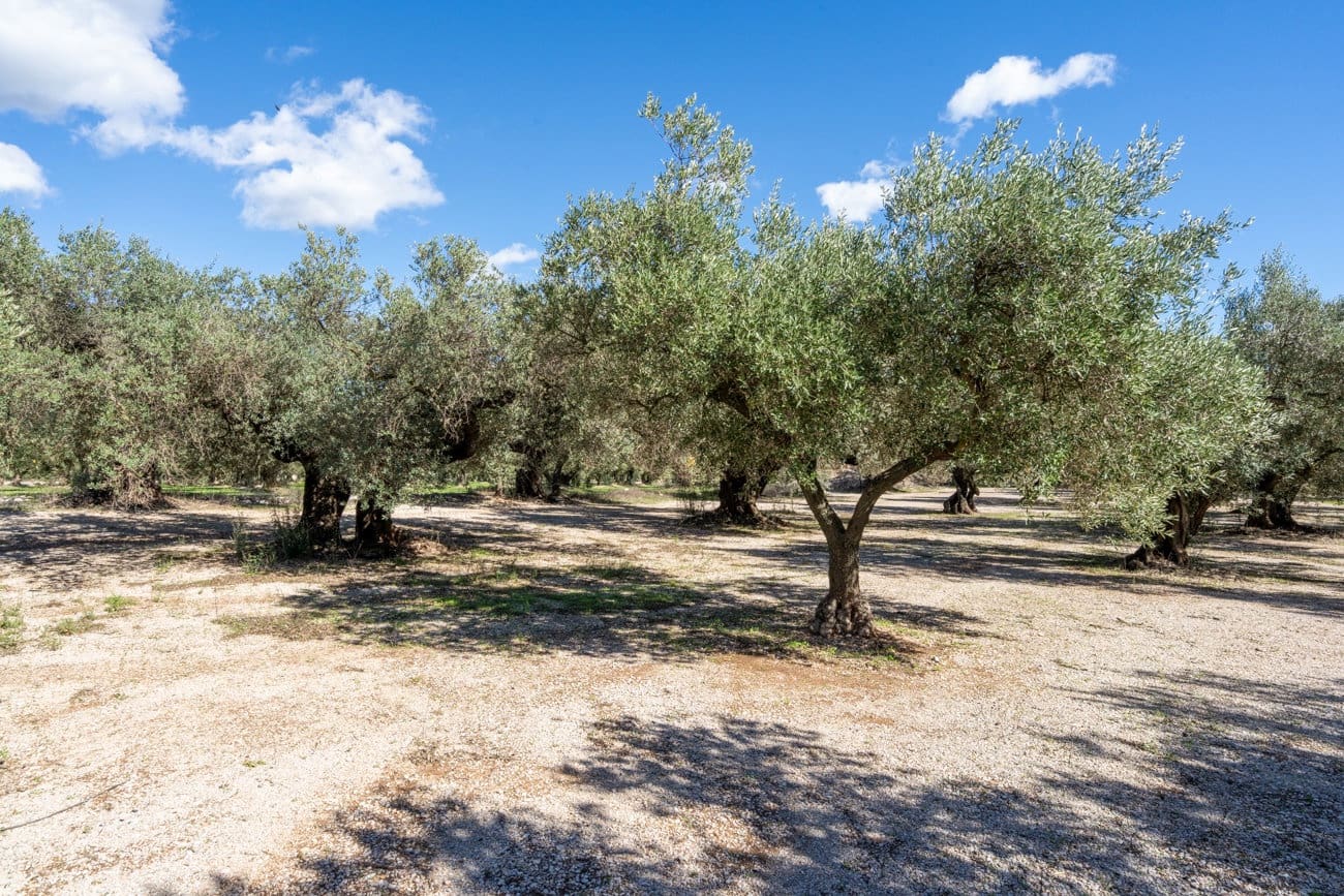 Finca/Landgut zu verkaufen in Mas de Barberans - 7.000 € (Ref: 10174263)