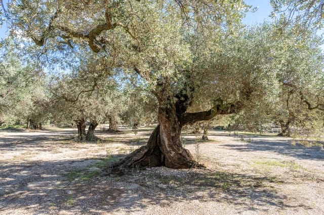 Finca/Landgut zu verkaufen in Mas de Barberans - 7.000 € (Ref: 10174263)
