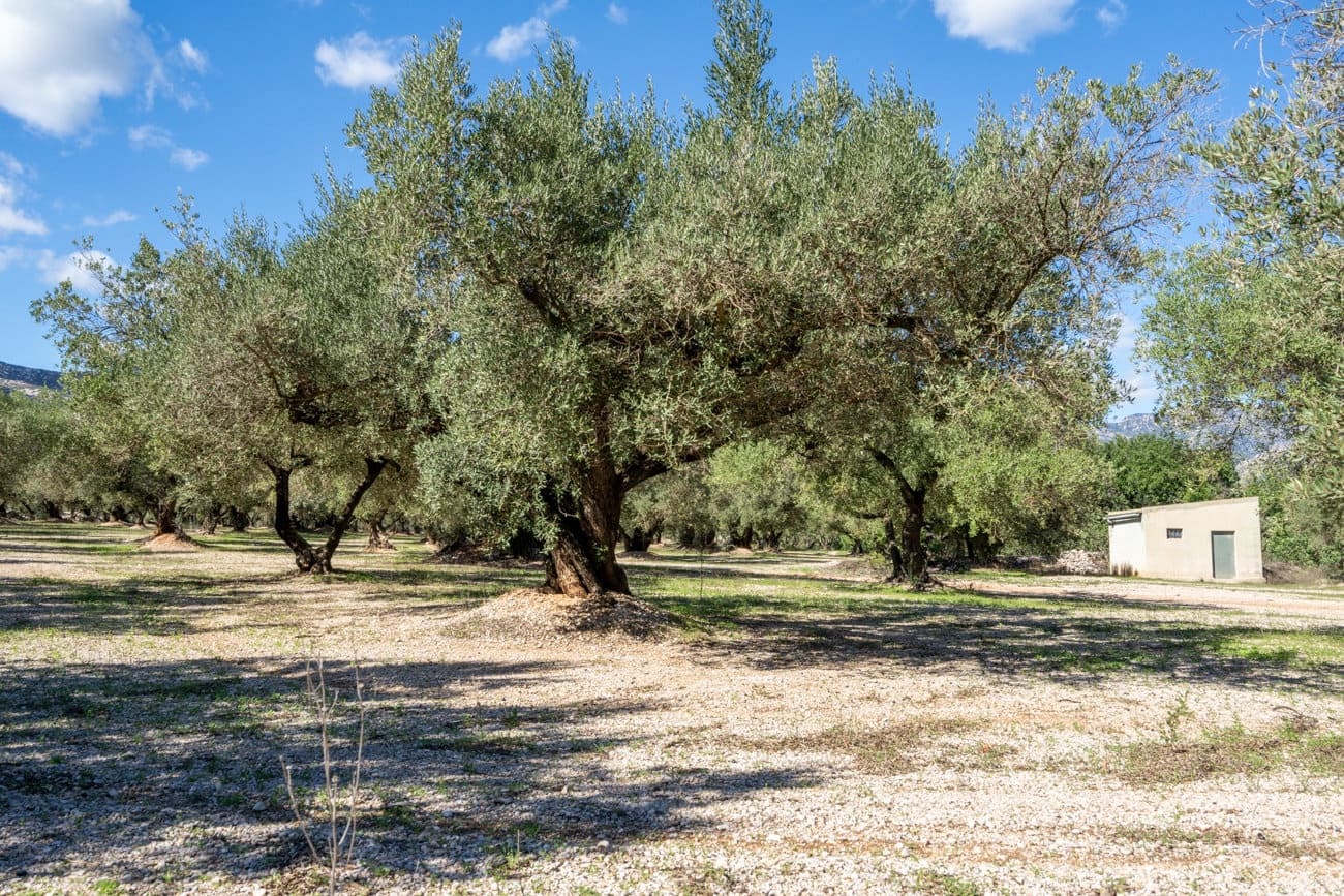 Finca/Hus på landet till salu i Mas de Barberans - 26 000 € (Ref: 10174734)