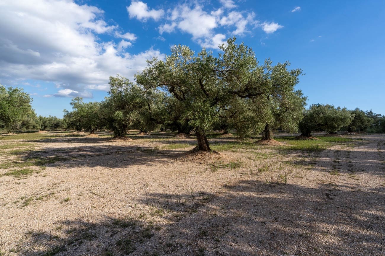 Finca/Landehus til salg i Mas de Barberans - € 21.000 (Ref: 10183266)