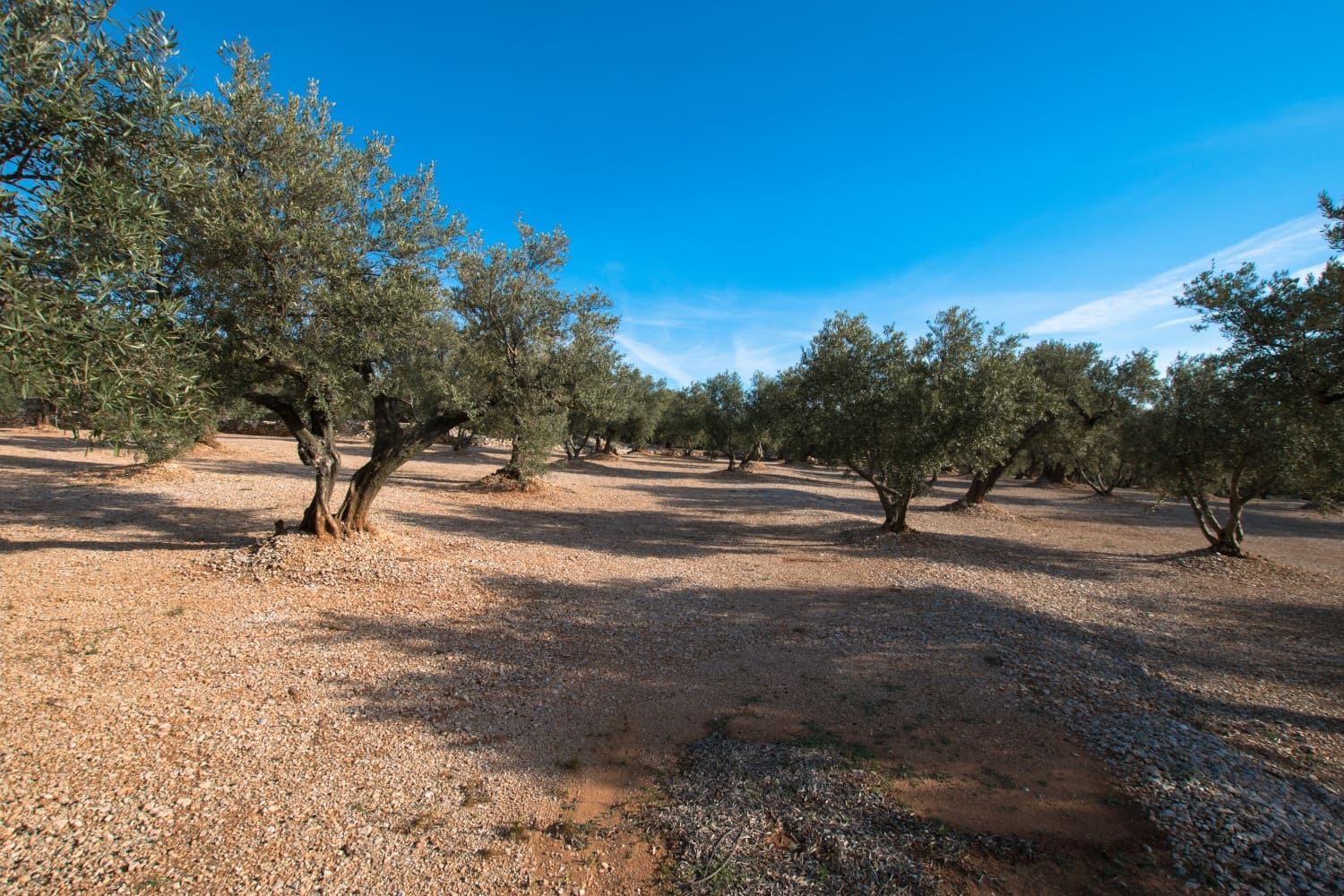 Finca/Herregård til salgs i Mas de Barberans - € 23 000 (Ref: 5165190)