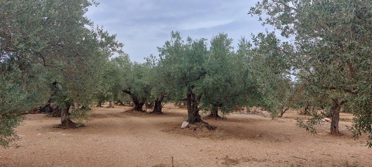 Finca/Landehus til salg i Xerta - € 16.000 (Ref: 7050370)