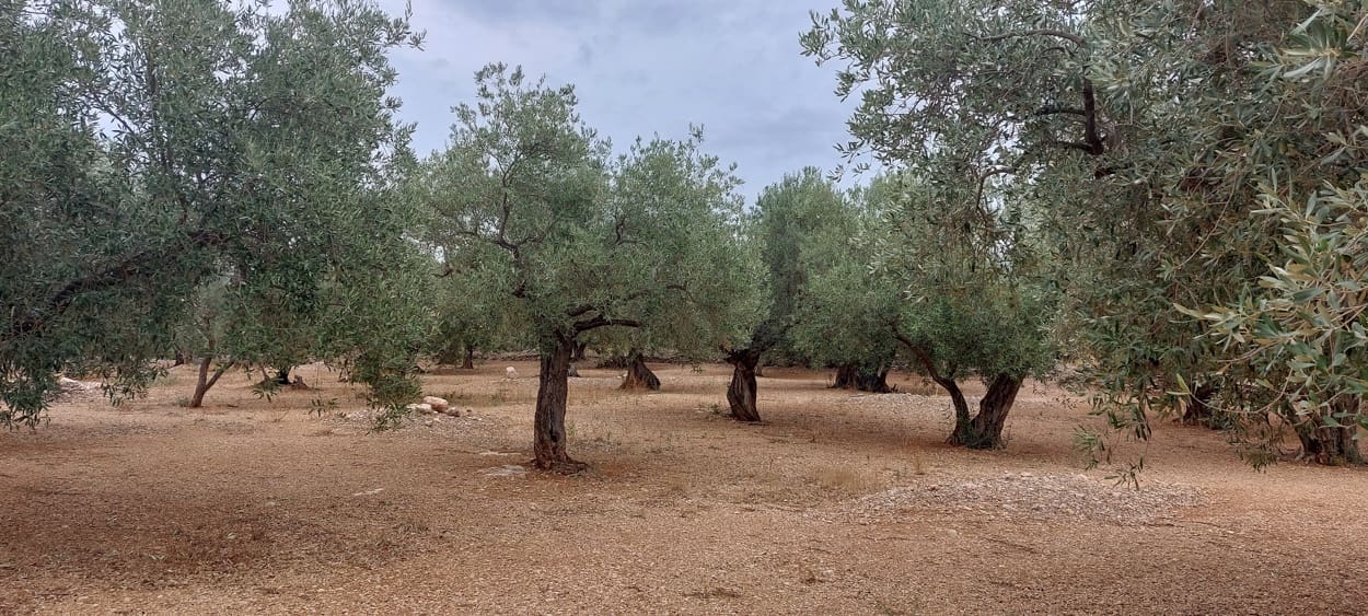 Finca/Landehus til salg i Xerta - € 16.000 (Ref: 7050370)