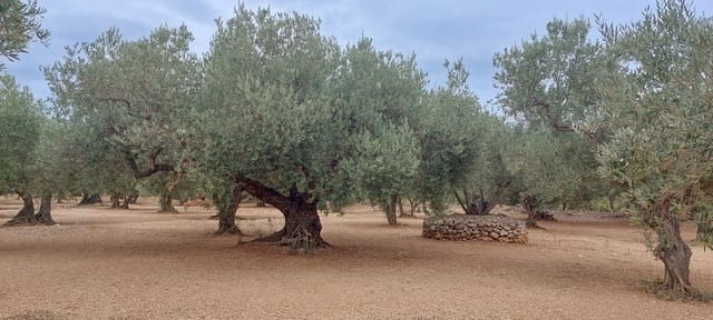 Finca/Landehus til salg i Xerta - € 16.000 (Ref: 7050370)