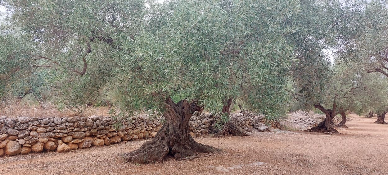 Finca/Landehus til salg i Xerta - € 16.000 (Ref: 7050370)