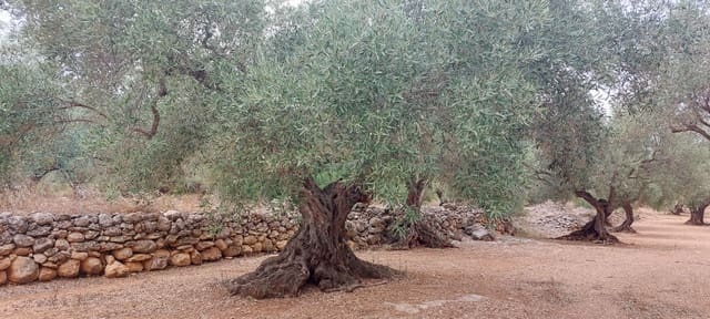 Finca/Landehus til salg i Xerta - € 16.000 (Ref: 7050370)