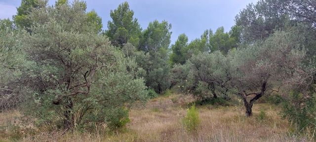 Finca/Casa Rural en Aldover en venta - 11.000 € (Ref: 7050371)