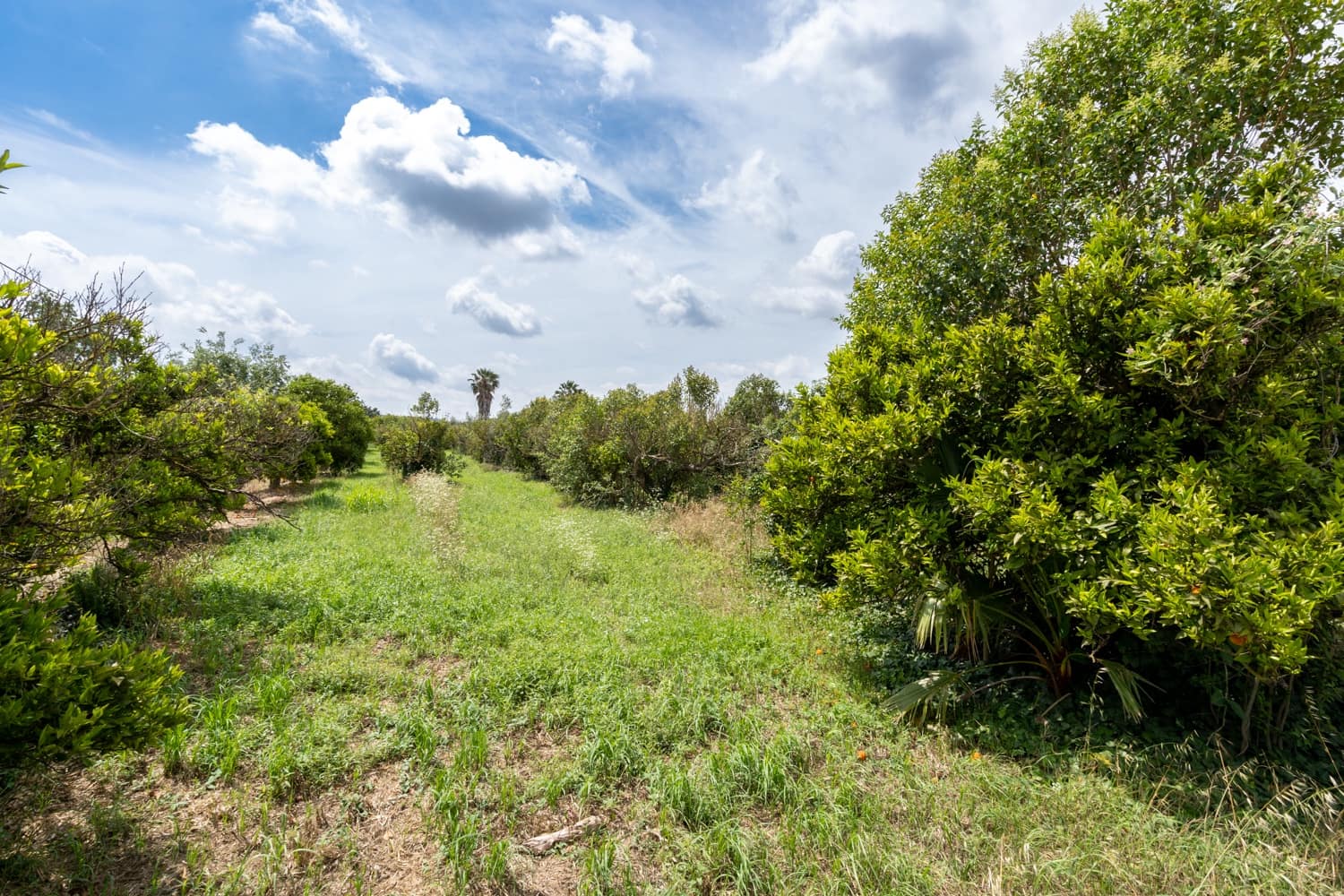 Finca/Landehus til salg i Bitem - € 20.000 (Ref: 7623676)