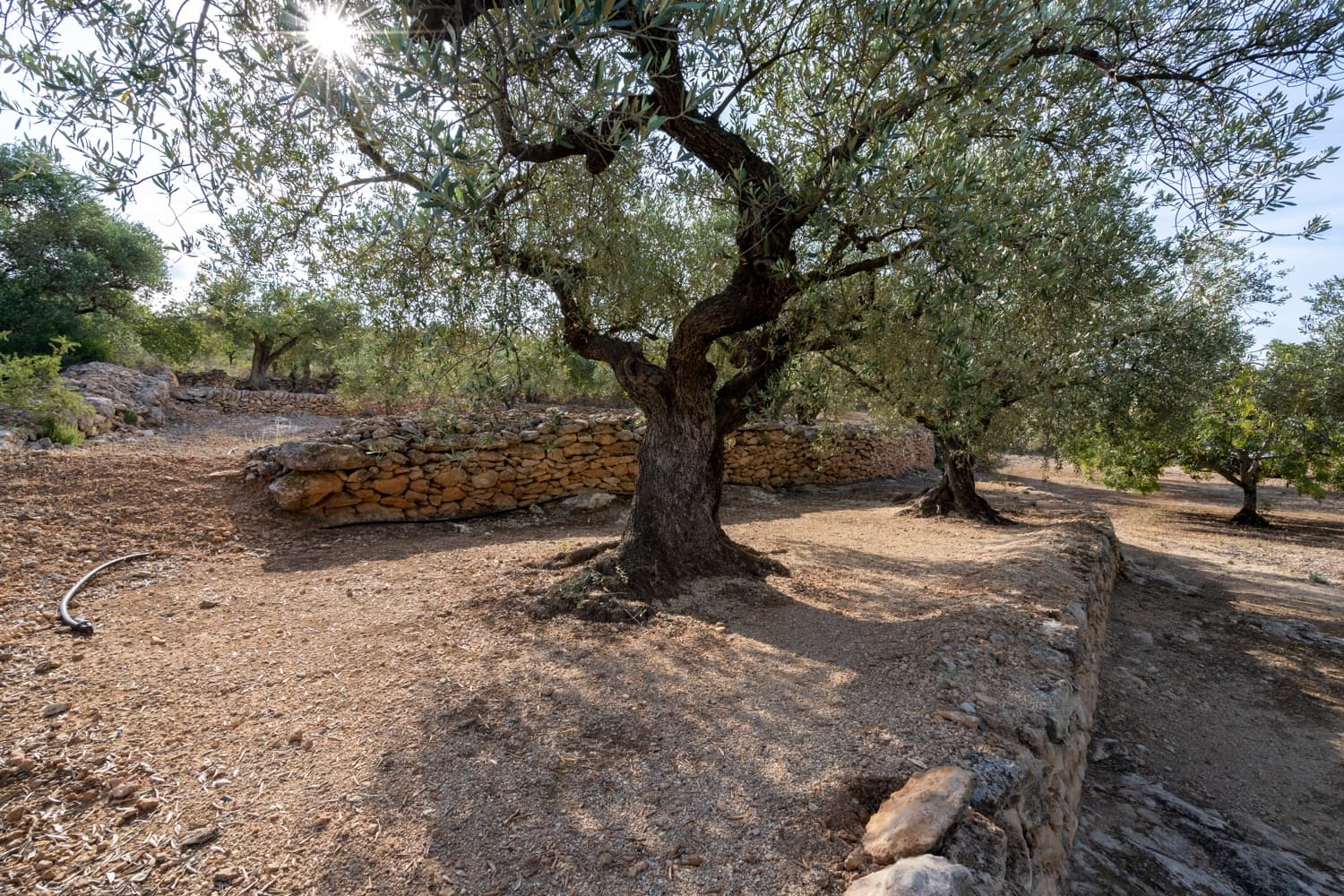 Finca/Landehus til salg i Bitem - € 38.000 (Ref: 7666587)