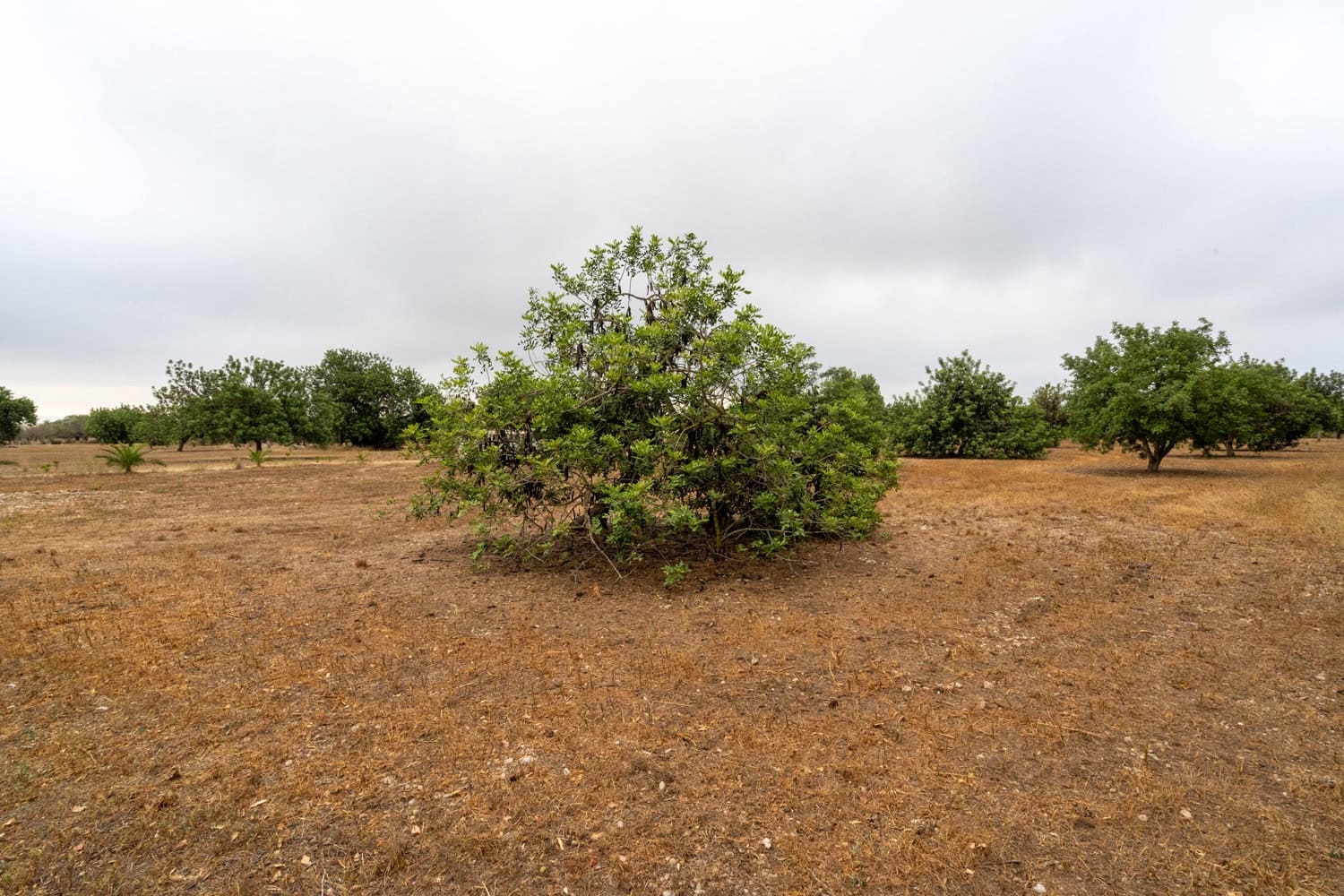 Finca/Country House for sale in Roquetes - € 160,000 (Ref: 7742698)