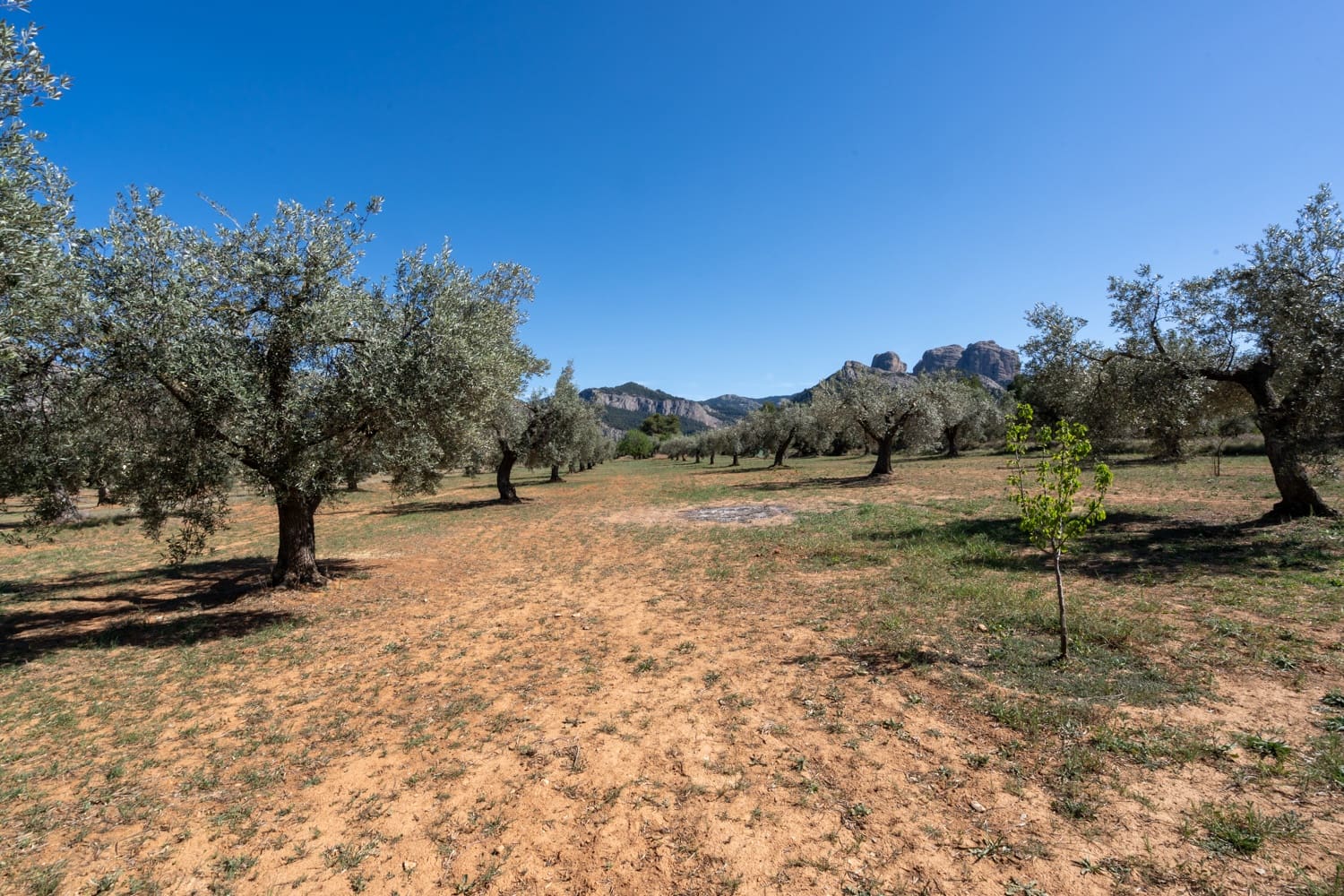 Finca/Landehus til salg i Horta de Sant Joan - € 28.000 (Ref: 8215310)