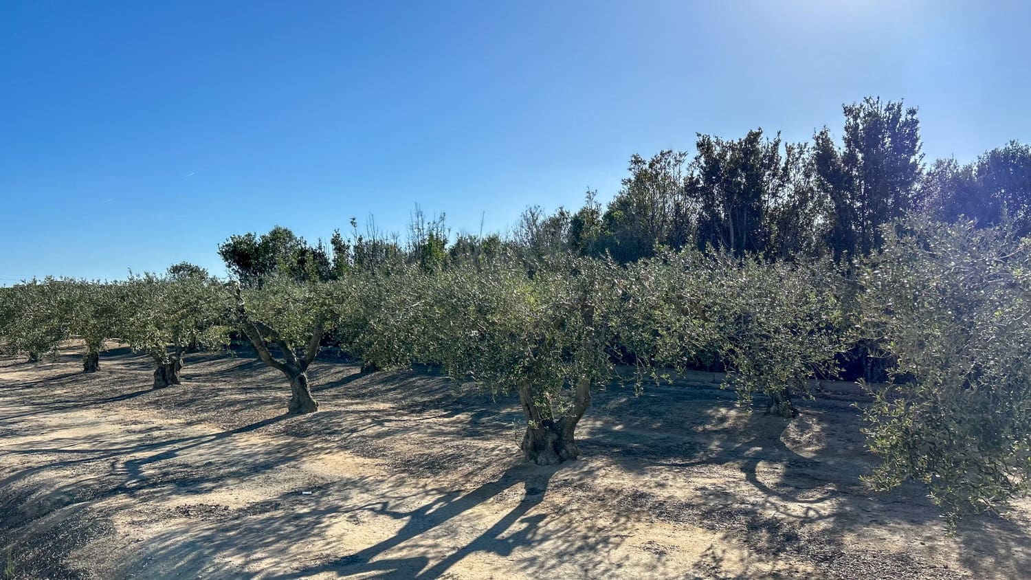 Quinta/Casa Rural para venda em Sant Jaume d'Enveja - 17 000 € (Ref: 8215311)