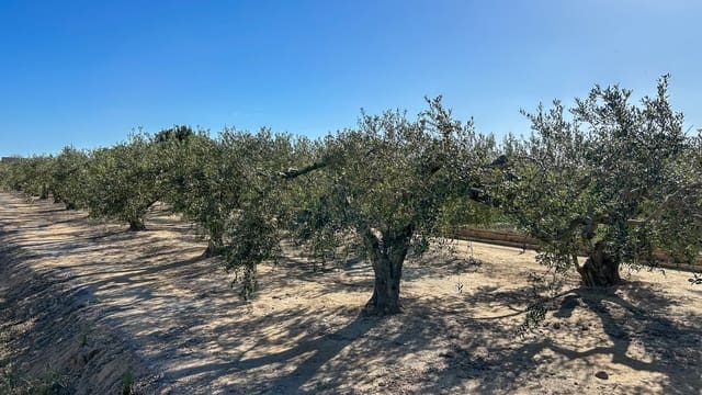 Finca/Maison de Campagne à vendre à Sant Jaume d'Enveja - 17 000 € (Ref: 8215311)