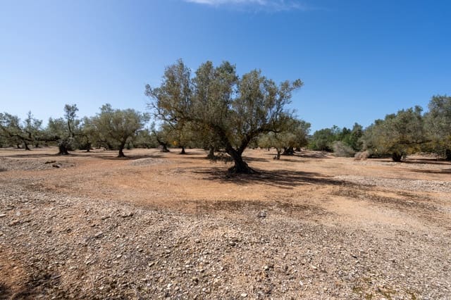 Quinta/Casa Rural para venda em Roquetes - 12 000 € (Ref: 8215312)