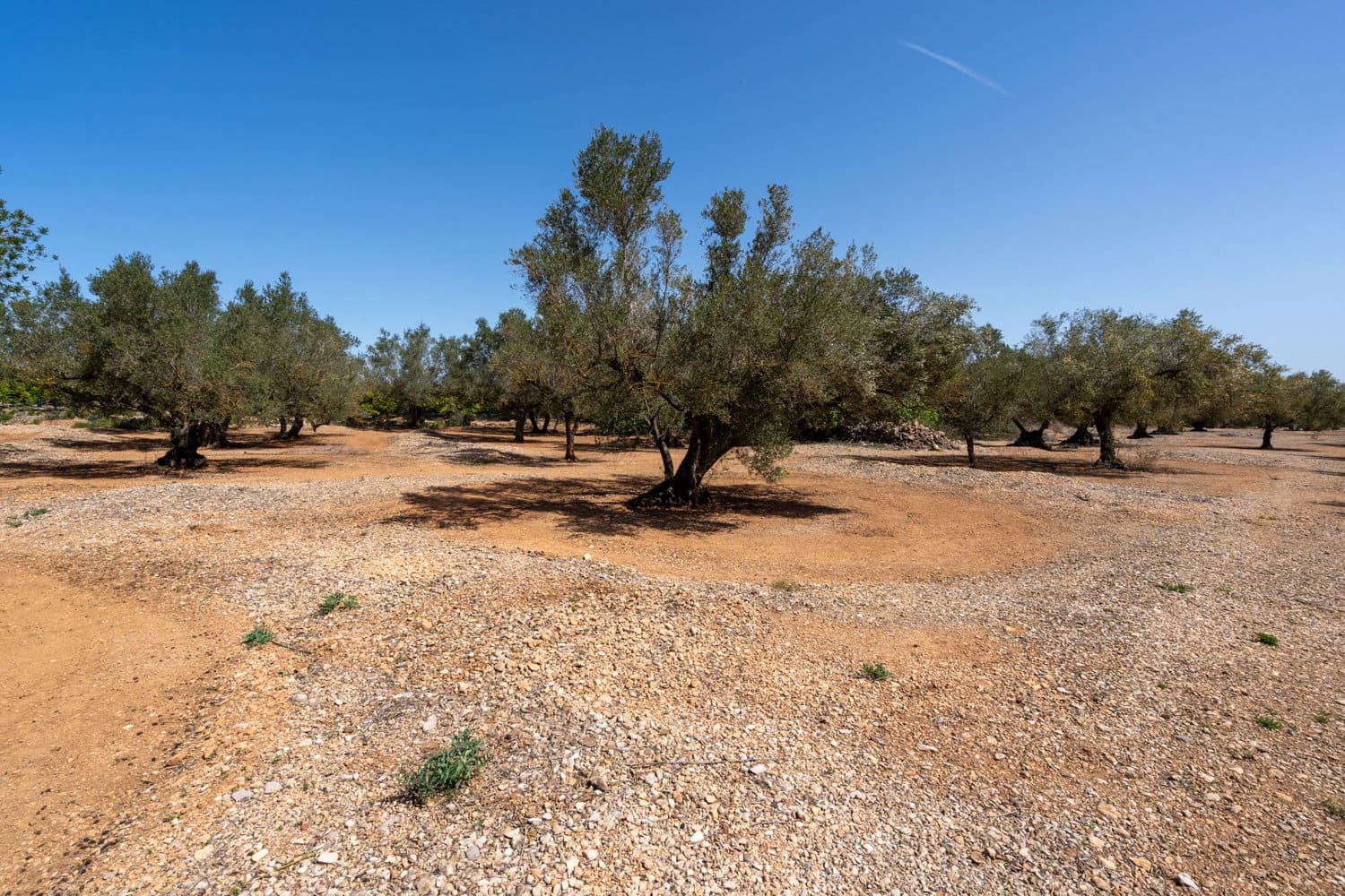 Finca/Hus på landet till salu i Roquetes - 12 000 € (Ref: 8215312)