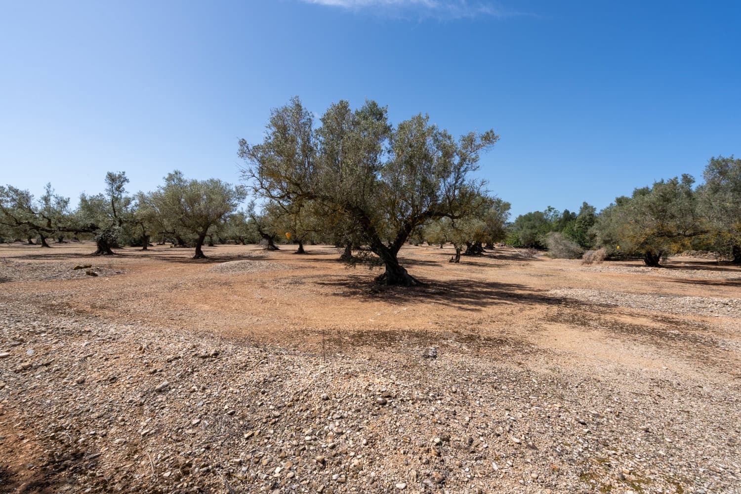 Finca/Hus på landet till salu i Roquetes - 12 000 € (Ref: 8215312)