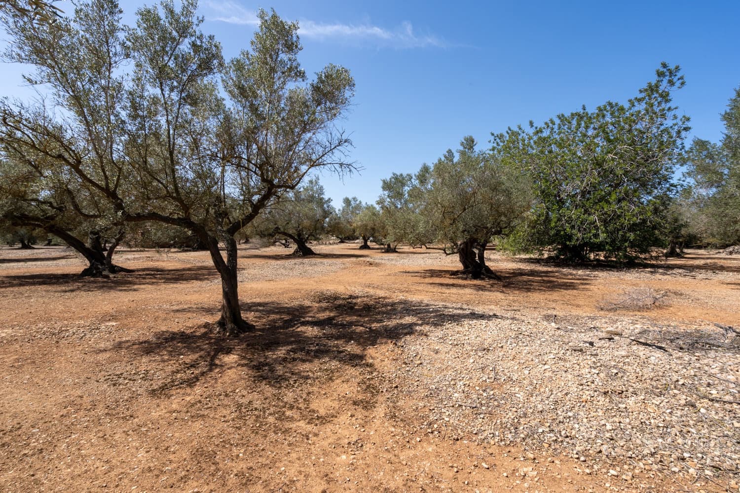 Finca/Hus på landet till salu i Roquetes - 12 000 € (Ref: 8215312)