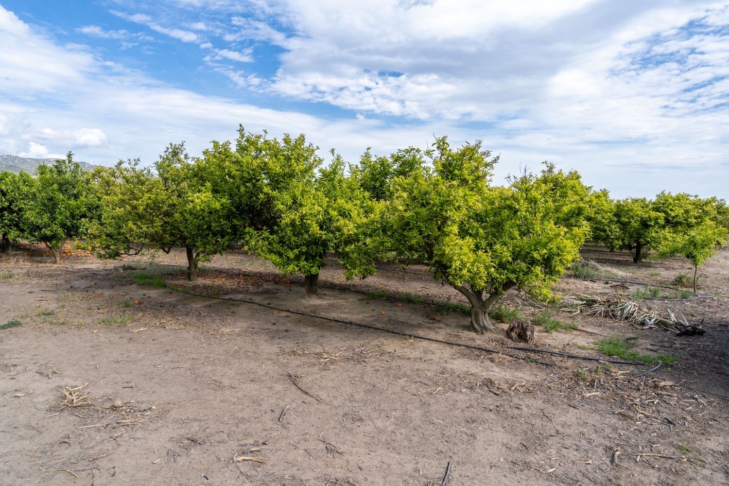 1 soveværelse Finca/Landehus til salg i Bitem med swimmingpool - € 126.000 (Ref: 8248150)