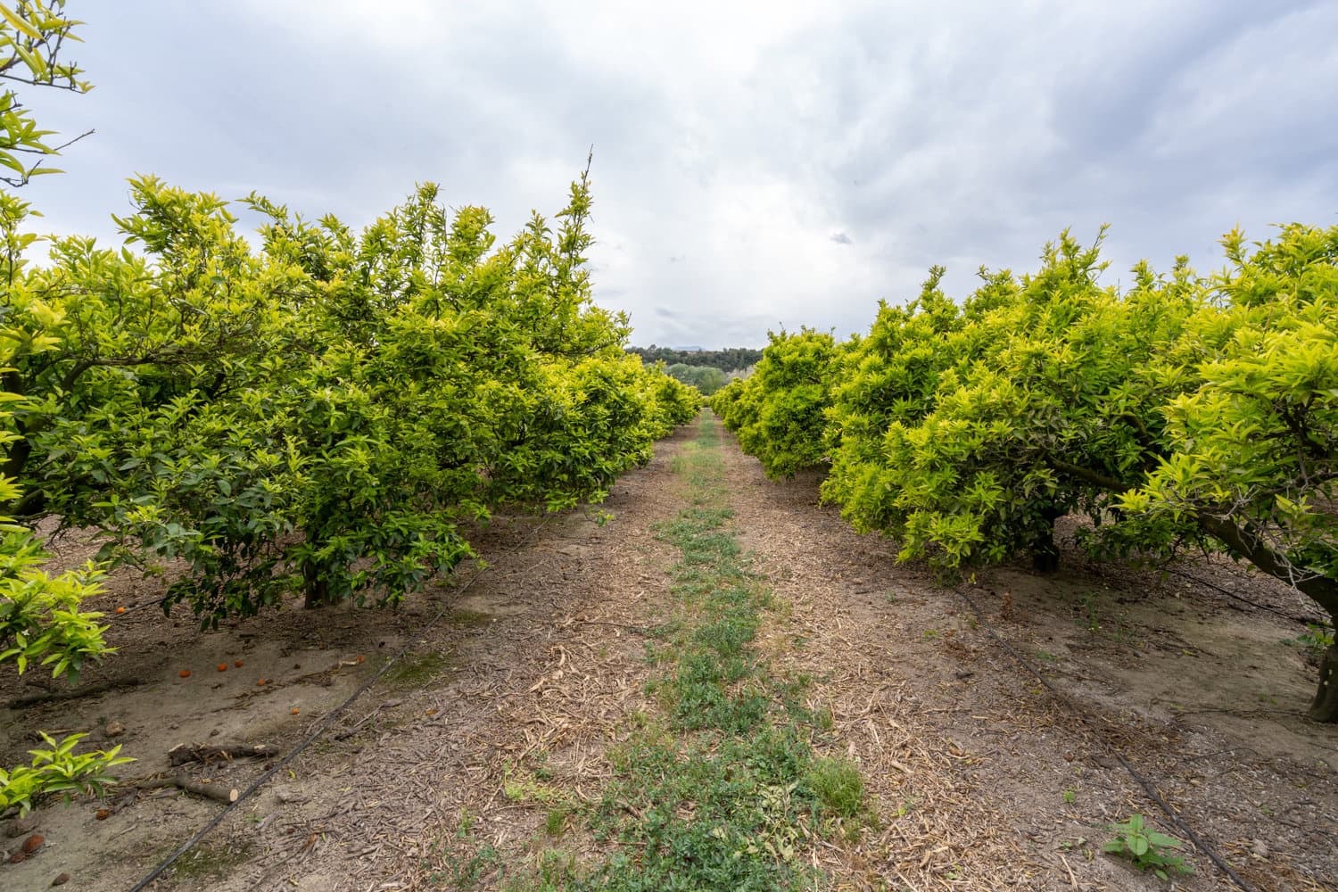 1 soverom Finca/Herregård til salgs i Bitem med svømmebasseng - € 126 000 (Ref: 8248150)