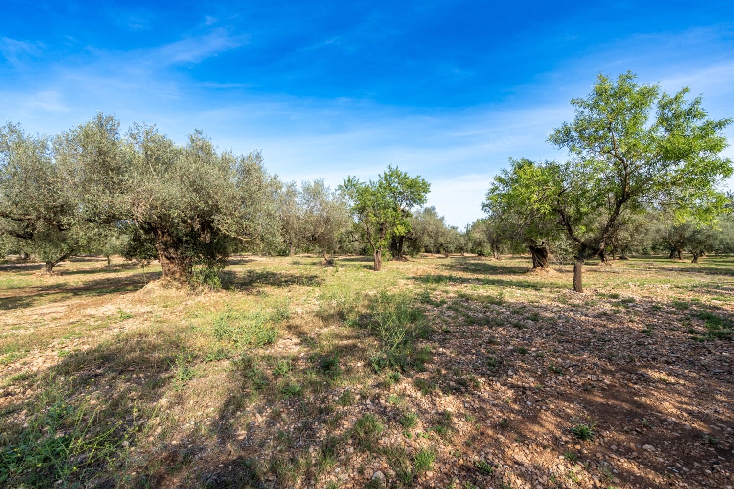 Finca/Landehus til salg i Roquetes - € 43.000 (Ref: 8321102)