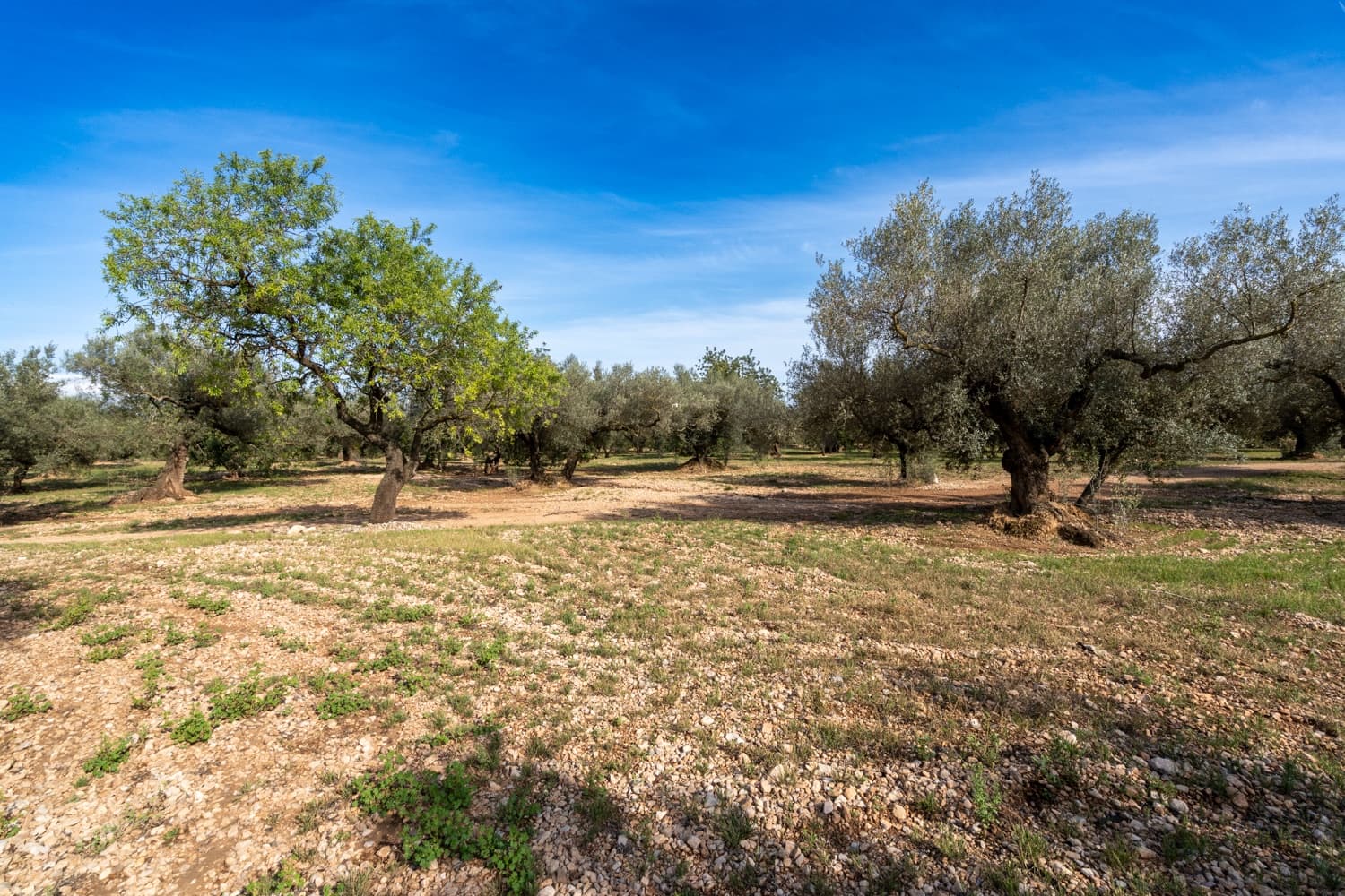 Finca/Landehus til salg i Roquetes - € 43.000 (Ref: 8321102)