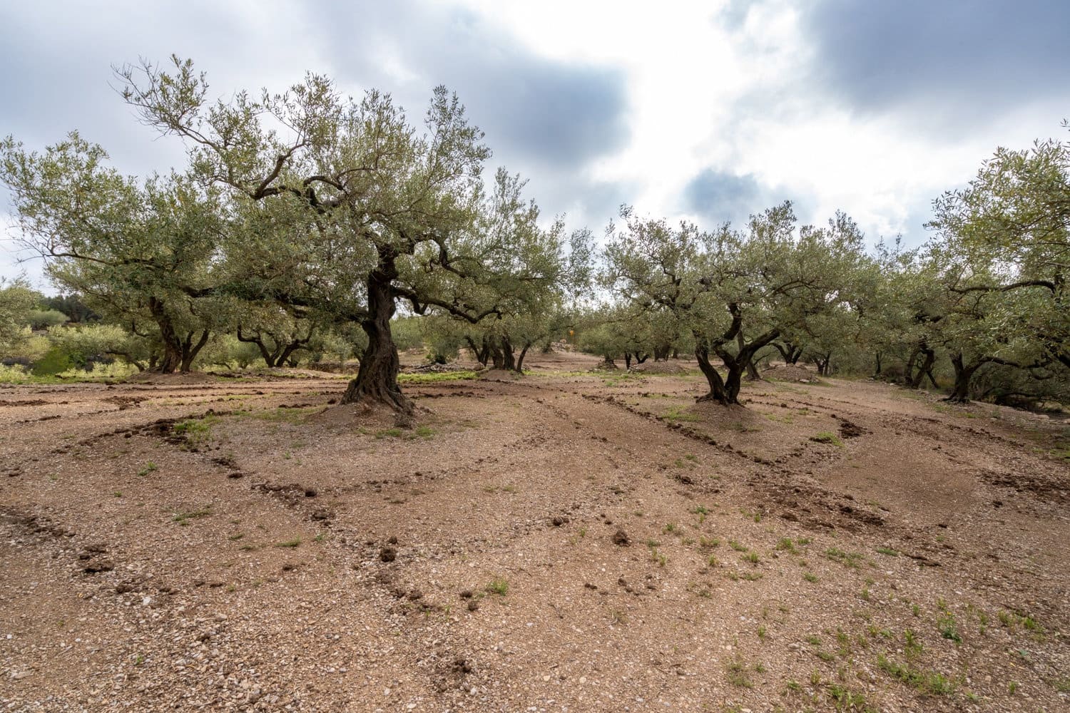 Finca/Landehus til salg i Mas de Barberans - € 17.000 (Ref: 8323318)