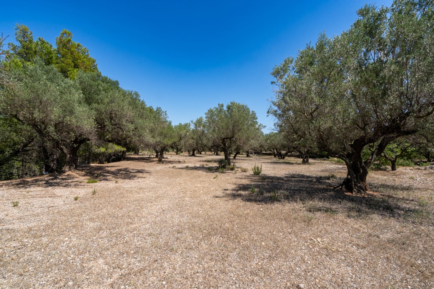 Finca/Herregård til salgs i Mas de Barberans - € 5 200 (Ref: 8454207)