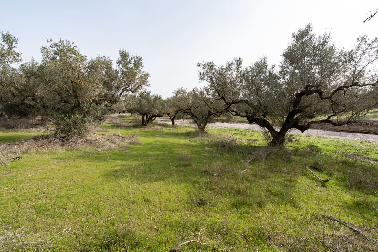 Finca/Herregård til salgs i Mas de Barberans - € 45 000 (Ref: 8456570)