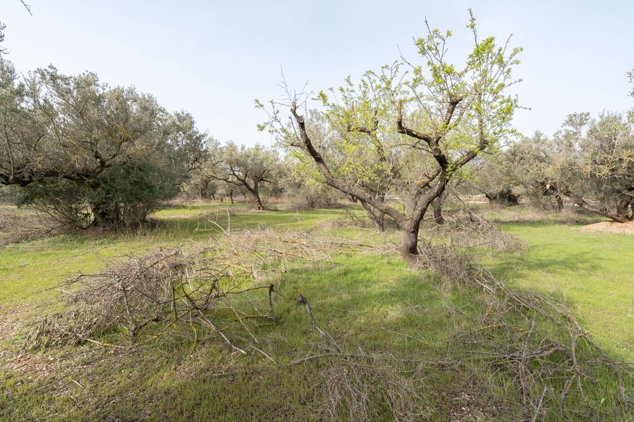 Finca/Herregård til salgs i Mas de Barberans - € 45 000 (Ref: 8456570)