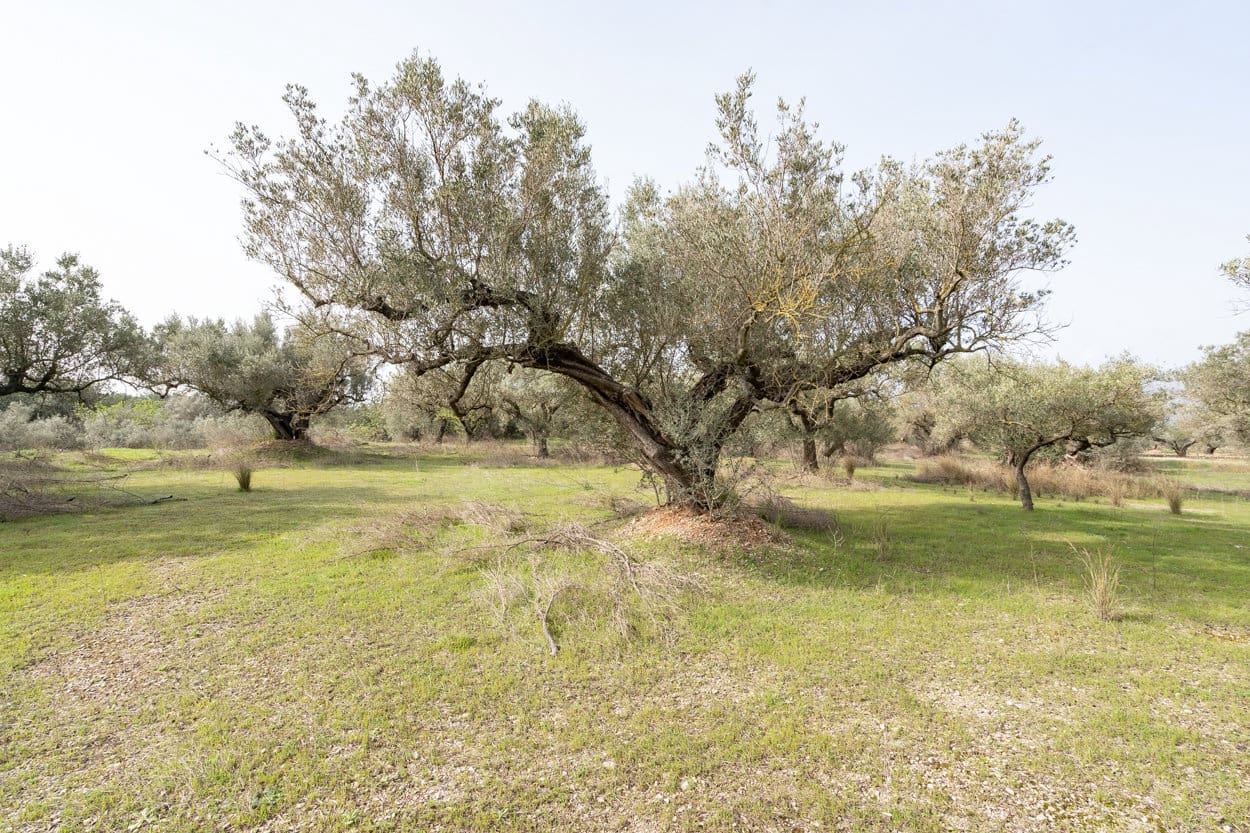 Finca/Country House for sale in Mas de Barberans - € 45,000 (Ref: 8456570)