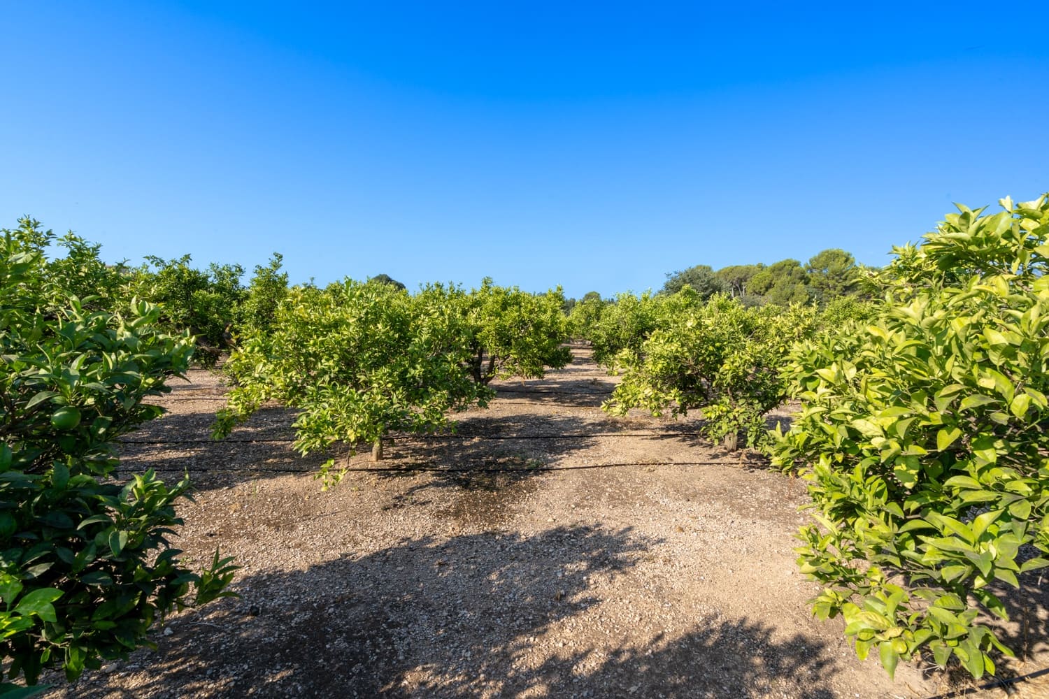 1 soveværelse Finca/Landehus til salg i Roquetes - € 95.000 (Ref: 8465791)