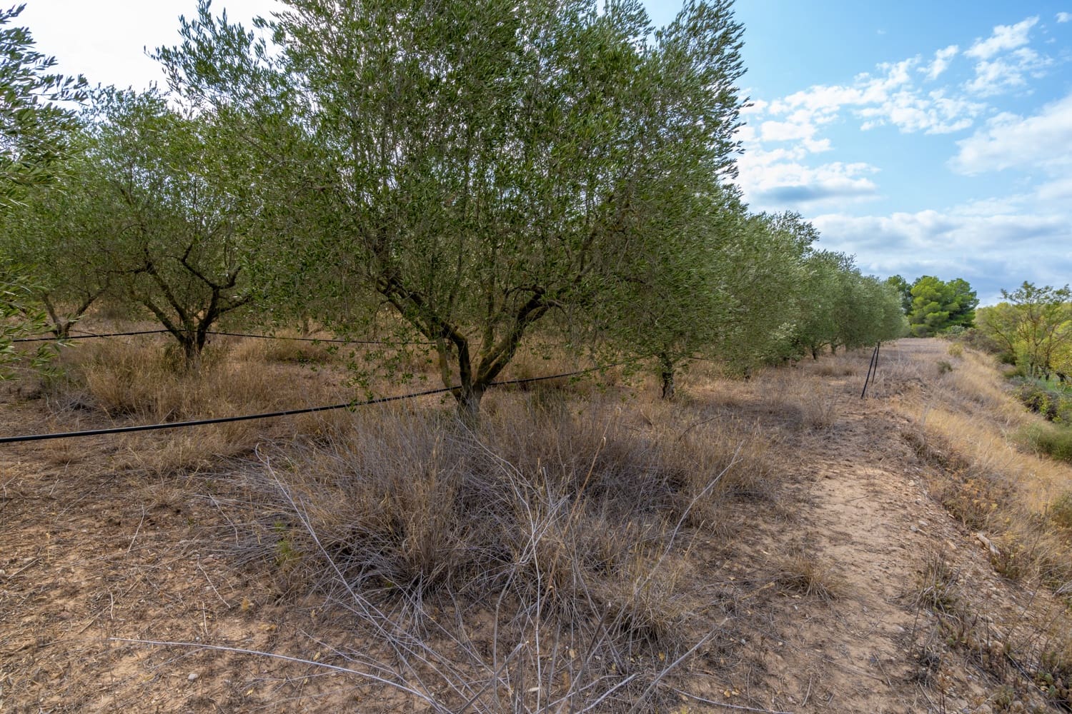 Finca/Country House for sale in Ginestar - € 16,000 (Ref: 8471421)